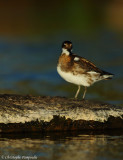 Red-necked phalarope