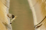 Black-eared wheatear