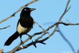 Eurasian magpie (sub.sp. mauritanicus)