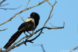 Eurasian magpie (sub.sp. mauritanicus)