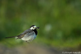 White wagtail