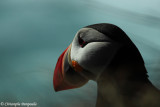 Puffin