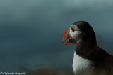 Puffin