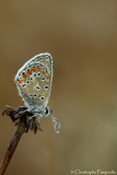 Common blue