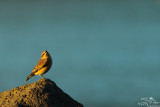 Northern wheatear