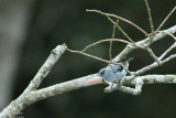 Plain colored tanager