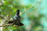 Blue-chested hummingbird