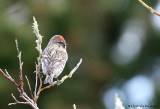 Mealy redpoll