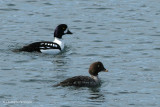 Barrows goldeneye