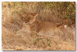 Lion [Kenya]