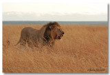Lion [Kenya]