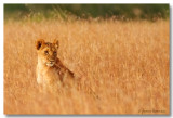 Lionceau [Kenya]