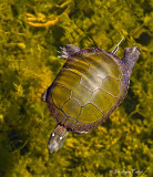 Tortue peinte nageant sous leau / Eastern Painted Turtle swimming under water