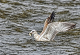Goland  bec cercl (juvnile) / Ring-billed Gull (juvenile)