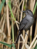 Moqueur chat / Gray Catbird