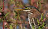 Hron vert / Green Heron