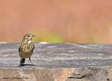 Pipit dAmrique / American Pipit