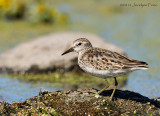 Bcasseau minuscule / Least Sandpiper