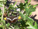 Butterfly in Boynton Canyon