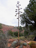 Century plant (agave)