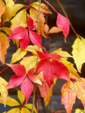 2008-10-20 Fall colours