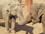 Elephants saying hello