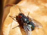 2009-05-03 Fly