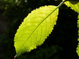 2009-06-19 Leaf