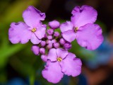 Flowers in June