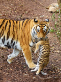 2009-07-16 Tiger cub and mom