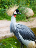 2009-08-03 African bird