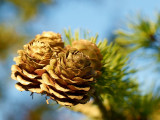 2009-08-07 Cones