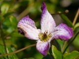 2009-08-19 Purple flower