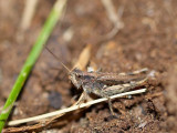 2009-08-28 Grasshoppers - Acrididae