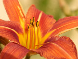 2010-07-08 Orange flower