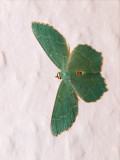 2010-07-11 Green butterfly
