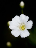 2010-07-13 White flower