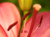 2010-07-14 Red flower