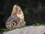 2010-07-31 Butterfly