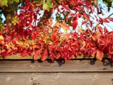 2010-10-08 Red leafs