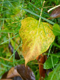 2010-11-13 Fallen leaf