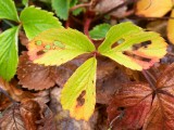 2010-11-14 Strawberry leafs