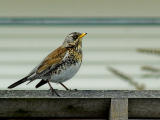 Bird on fence