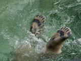 Polar bear feet