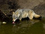 Wulf drinking