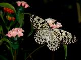 2006-06-25 Butterfly
