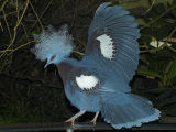 Western crowned-pigeon