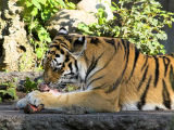 2006-09-10 Tiger