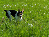 Cirkeline in field