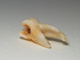 2008-03-14 Thooth
